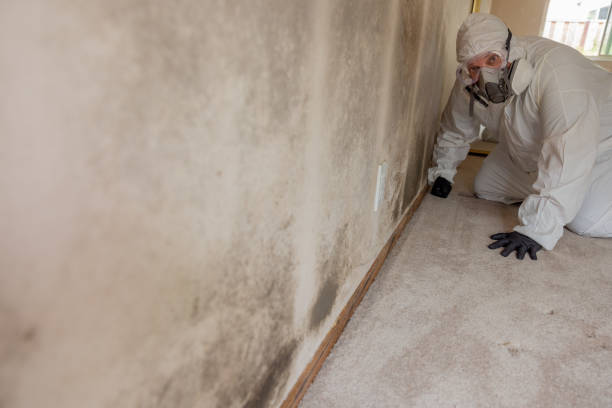 Best Mold Damage Restoration  in USA